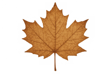 Maple leaf turning brown, symbolizing autumn season and fall foliage changes, isolated on transparent background