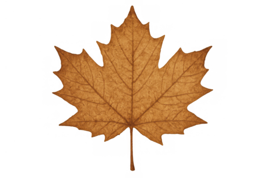 Maple leaf turning brown, symbolizing autumn season and fall foliage changes, isolated on transparent background