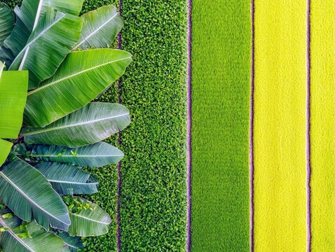 An aerial view shows lush green banana leaves bordering a series of vibrant, striped agricultural fields.