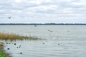 Flock of pelicans flying over the lake against blue sky, with farm land in the distance, Lake Colac, Victoria, Australia