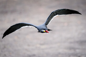 Inca tern (Larosterna inca)