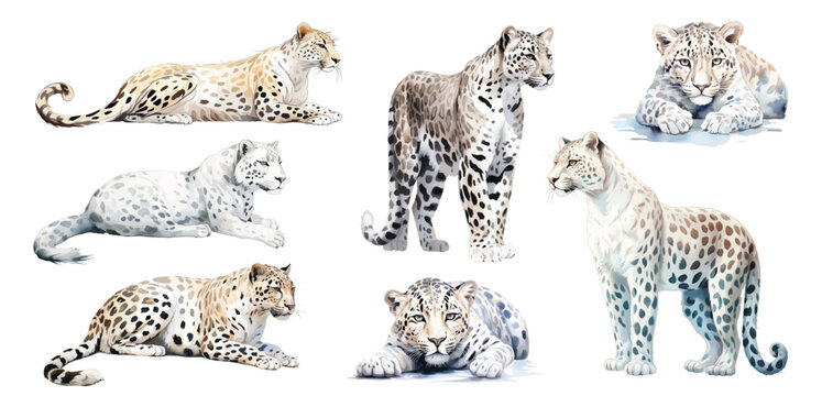 Watercolor snow leopards Animals illustration set