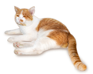 Orange cat lying down and relaxing on the floor isplate on white with clipping path.