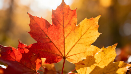 Golden maple leaf glowing in autumn sunlight, a symbol of seasonal change, perfect for fall designs and thanksgiving promotions, evoking warmth and nostalgia