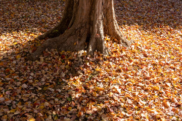 紅葉した落ち葉に埋まった木の根元