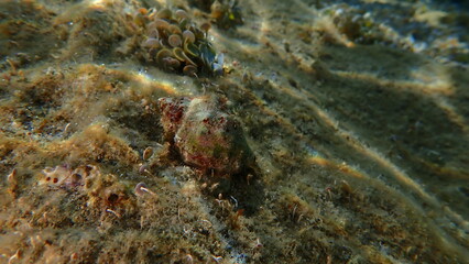 Southern oyster drill or Redmouthed rocksnail (Stramonita haemastoma) undersea, Ligurian Sea, Italy, Imperia