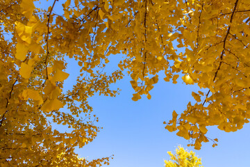 青空と紅葉したイチョウの葉