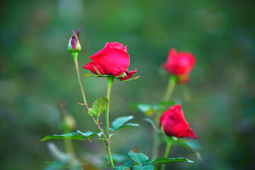 A close up view of red roses and rosebuds in a garden with a blurred green background outdoors during daylight