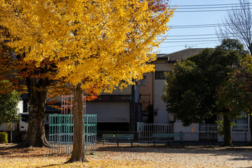 黄色く紅葉した公園のイチョウの木
