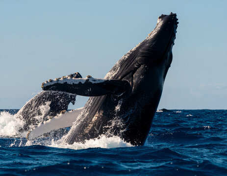 Humpback whale breaching ocean surface