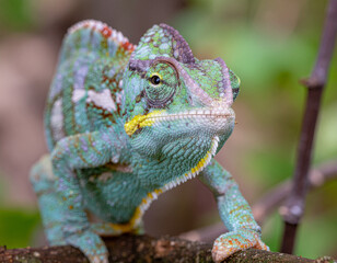 Chameleon perched on branch closeup