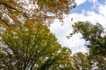 紅葉した欅の木　風に舞う葉