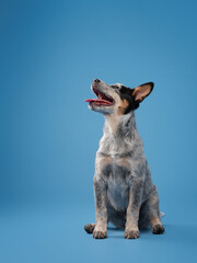 A blue heeler sits calmly on a blue background, displaying a focused and composed demeanor. The clean setting enhances the dog's alert and intelligent appearance.
