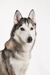 Portrait of a Siberian Husky sitting and looking forward with a confident gaze. Clean background allows attention to be on the face and posture.