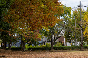 Naklejka premium 公園の紅葉
