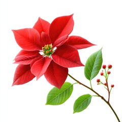 Obraz premium Red poinsettia flower isolated on white background for christmas floral design