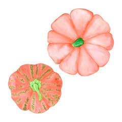 Hand drawn watercolor orange pumpkins composition. Illustration of ripe vegetables isolated on white background. Can be used for postcard, label and other printed products.