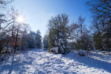 Snowy day at Billy crossroads in Fontainebleau forest