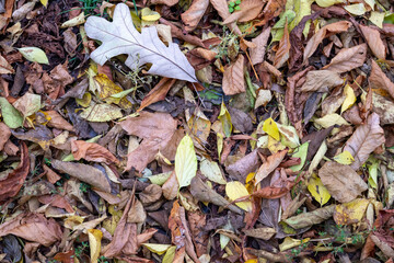 Autumn Leaves Background Close Up