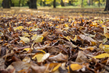 Autumn Leaves Background Close Up