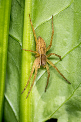 close up of an Anoteropsis hilaris, commonly referred as the garden wolf spider or the grey wolf spider, which is a species of wolf spider that is endemic to New Zealand