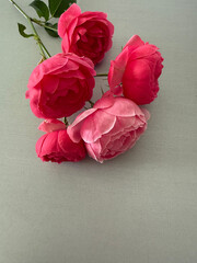 Lush pink roses on olive-gray, elegant fabric surface in soft light. Vertical floral background with space for text. Morning festive moment. Romantic atmosphere with flowers in crimson red color