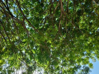 Green tree branches
