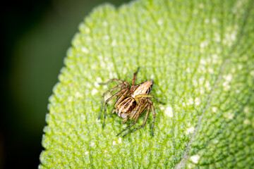 Close up of an Oxyopes salticus, a species of lynx spider, commonly known as the striped lynx spider