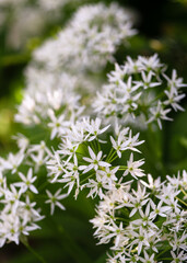 Wild garlic (Allium ursinum) in full bloom, with clusters of bright white flowers standing out against a vivid green background. 