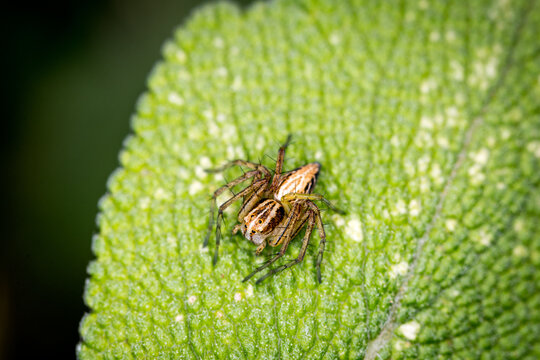 Close up of an Oxyopes salticus, a species of lynx spider, commonly known as the striped lynx spider