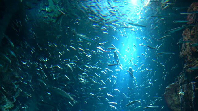 Schools of Sardines, Japanese pilchard and anchovy, swimming all together underwater. Great anchovy run. 4K