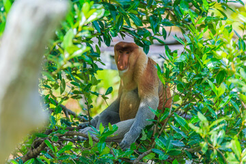 proboscis monkey or nasalis larvatus