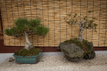 Bonsai trees close up against the straw wall background
