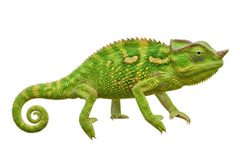 Isolated Panther Chameleon, Furcifer pardalis, on Plain Setting, Vibrant Green Reptile