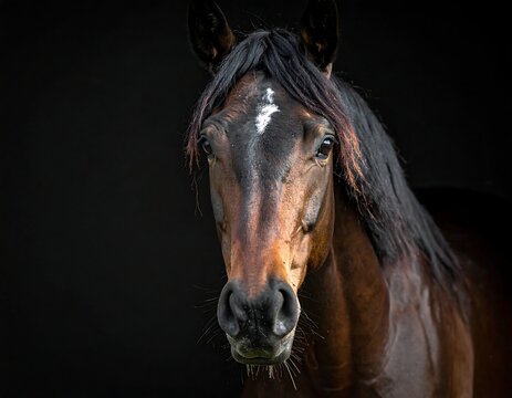 A close-up portrait of a dark bay equine with a prominent blaze. The animal gazes directly towards the viewer with soft brown eyes and a black mane