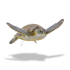 Naklejka premium Turtle (Sea) full body swimming flippers extended isolated white background