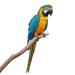 Obraz premium Parrot (Macaw) full body perched colorful feathers isolated white background