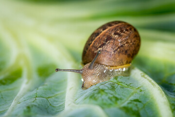 Close up of a Snail slithering along a cabbage leaf