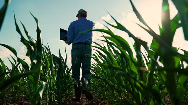 Farmer working with laptop walking on green corn field, corn seedlings, rear view. Businessman farmer working on plantation, inspection food cultivation control, slow motion. Agrarian business. Summer