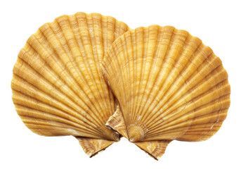 Isolated pair of golden scallop shells on display for coastal decor or seafood serving