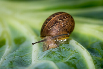Close up of a Snail slithering along a cabbage leaf