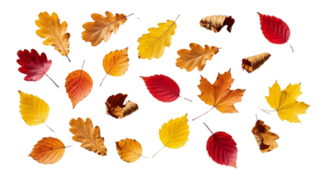 Collection of Autumn Leaves in Various Colors and Shapes isolated on transparent background, png