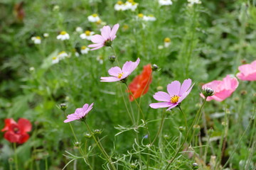 Beautiful cosmos flowers blooming in the garden with green grass and wildflower