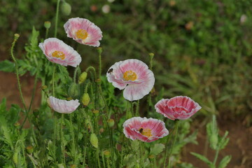 Beautiful pink and red poppies flowers in the garden, Thailand