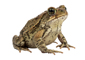 Isolated American toad, Anaxyrus americanus, resting in a studio setting for nature stock
