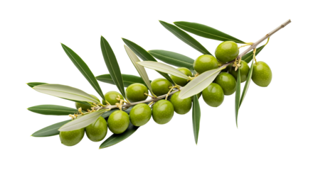 Green olives on a branch with leaves isolated on transparent background, png ready