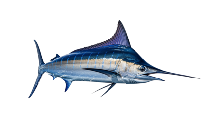 Majestic Blue Marlin Fish isolated on transparent background, png
