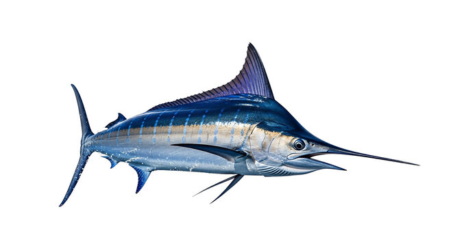 Majestic Blue Marlin Fish isolated on transparent background, png - Powered by Adobe