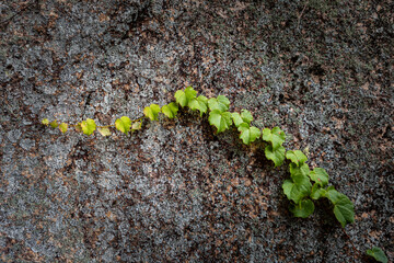 Green Ivy plant climbing the stone wall
