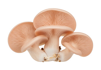 Isolated clump of oyster mushrooms, growing in a cluster, with pale caps and visible gills